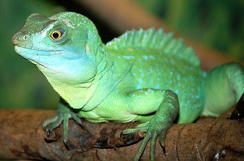 Plumed basilisk  Animal,Basiliscus plumifrons,Plumed basilisk,agamid,animal,cold blooded,exothermic,reptile,wildlife