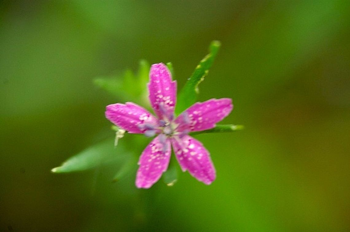 tiny flower this is a macro of a very small flower Dianthus armeria,bloom,blossom,flora,floral,flower,plant