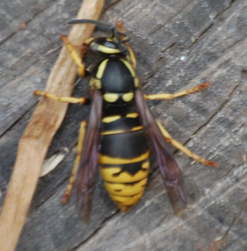 OUCH that hurt! I positively hate, strongly dislike,  and attempt to avoid getting stung Animal,Dolichovespula,Vespidae,Vespula,Vespula vidua,Widow Yellowjacket,animal,insect,wasp,yellow jacket