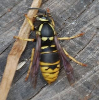 OUCH that hurt! I positively hate, strongly dislike, and attempt to avoid getting stung Animal,Dolichovespula,Vespidae,Vespula,Vespula vidua,Widow Yellowjacket,animal,insect,wasp,yellow jacket