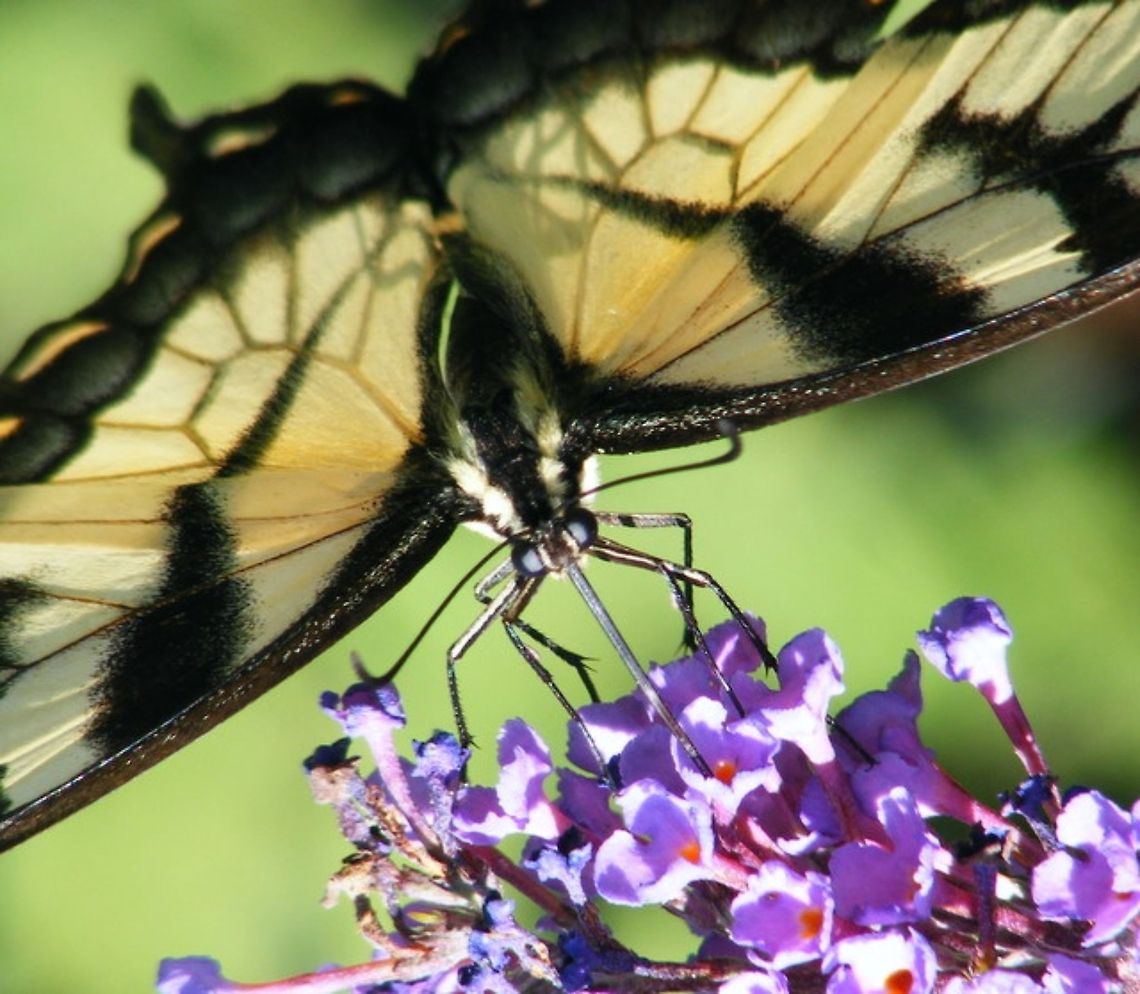 butterfly a butterfly eating nectar Animal,Butterfly,Eastern Tiger Swallowtail,Lepidoptera,Papilio glaucus,animal,diurnal.,insect