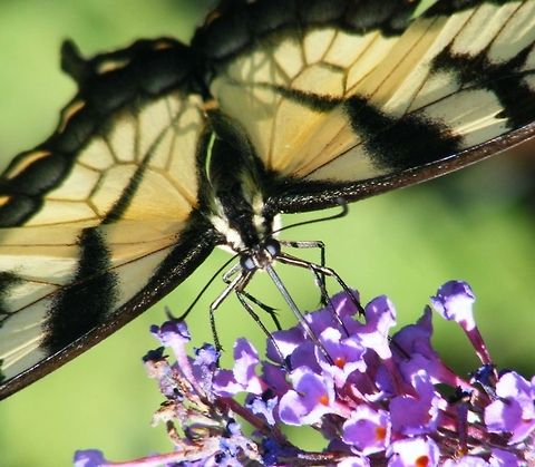 butterfly a butterfly eating nectar Animal,Butterfly,Eastern Tiger Swallowtail,Lepidoptera,Papilio glaucus,animal,diurnal.,insect