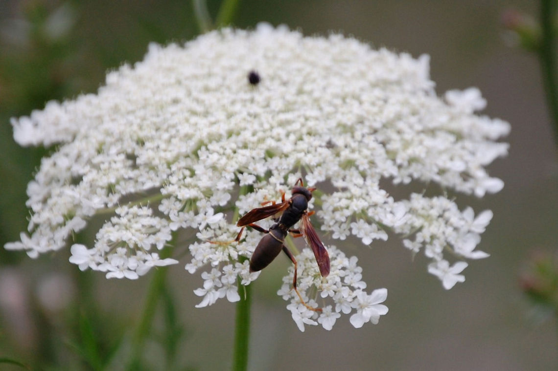 Paper wasp These aren&#039;t very friendly Animal,Vespidae,insect,nature,vespid,wasp