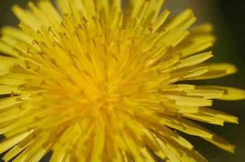 Dandelion A macro shot of a Dandelion flower head Dandelion,Plant,Taraxacum,Taraxacum officinale,flora,floral,flower,nature,plant