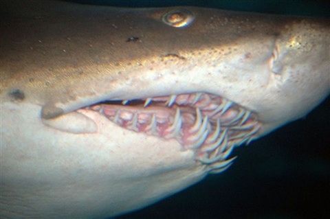 Don't bite me A lot of teeth can make for a bad day Lemon shark,Negaprion brevirostris,lemon shark,marine life,shark