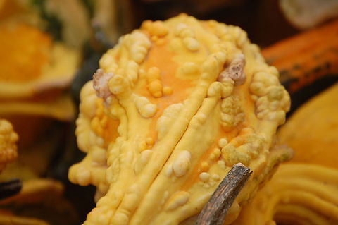 gourd I just couldn't pass this up Cucurbita pepo,Plant,autumn,decorative,flora,floral,gourd,nature,plant