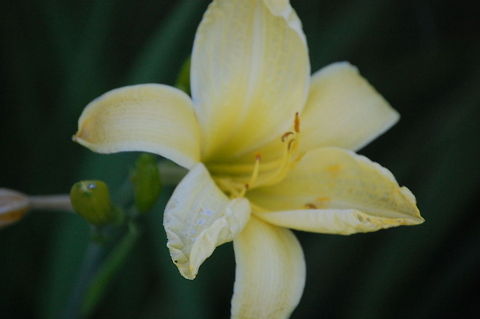 yellow flower Hemerocallis, is a beautiful genus of flowers Hemerocallis,Plant,daylily,flora,floral,flower,nature,plant