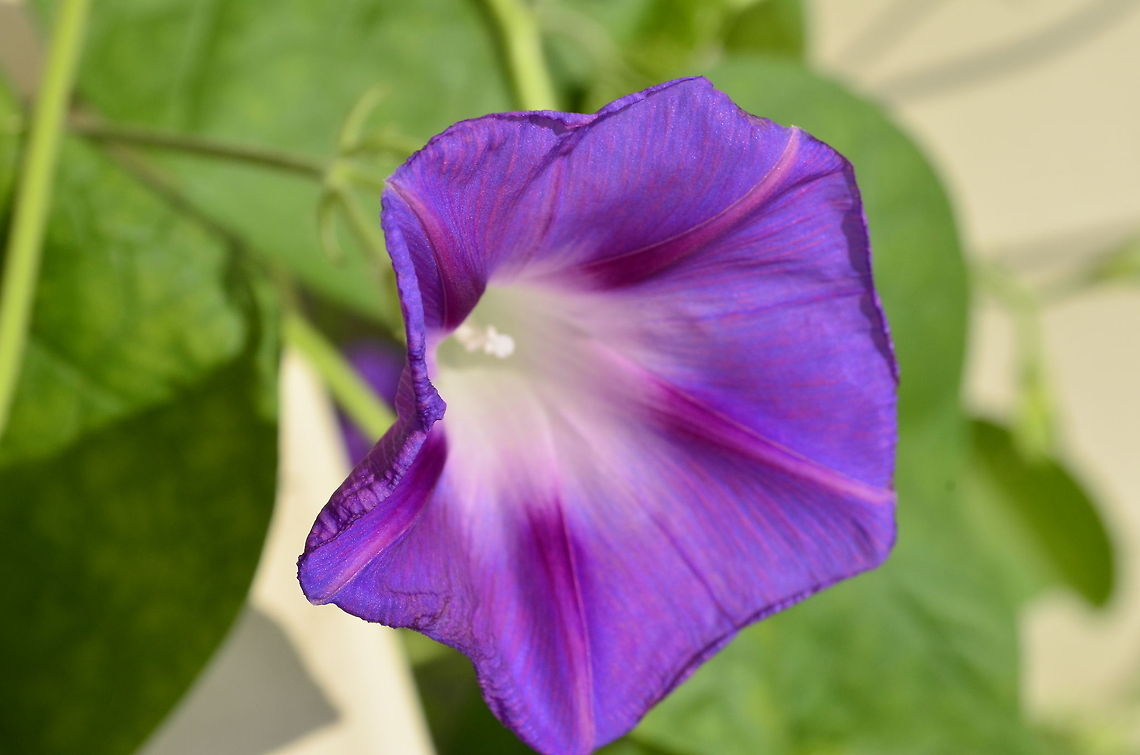 Morning Glory A frost killed my morning glory for the season I was hoping that the vine would wrap around my porch this year. Convolvulaceae,Ipomoea purpurea,Morning glory,bloom,flora,flower,garden,nature,plant,vine