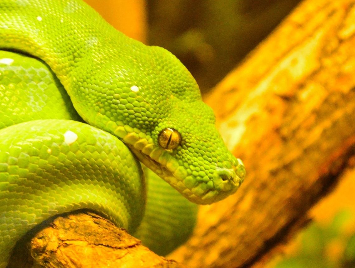 green tree python  Green tree python,Morelia viridis,animal,ectothermic,nature,reptile,serpent,snake