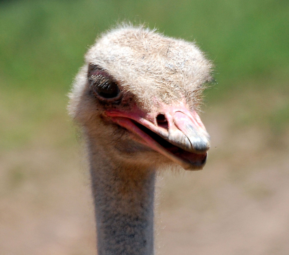 Ostrich These animals are more dangerous than you may think. The Ostrich is one or two species of large flightless birds native to Africa, the only living member(s) of the genus Struthio. Some analyses indicate that the Somali Ostrich may be better considered a full species apart from the Common Ostrich, but most taxonomists consider it to be a subspecies.<br />
Ostriches share the order Struthioniformes with the kiwis, emus, and other ratites. It is distinctive in its appearance, with a long neck and legs and the ability to run at maximum speeds of about 70 kilometres per hour (43 mph)[3], the top land speed of any bird.[4][5] The Ostrich is the largest living species of bird and lays the largest egg of any living bird (extinct elephant birds of Madagascar and the giant moa of New Zealand did lay larger eggs) . Animal,Flightless birds,Ostrich,Struthio camelus,avian,bird,nature