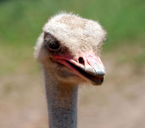 Ostrich These animals are more dangerous than you may think. The Ostrich is one or two species of large flightless birds native to Africa, the only living member(s) of the genus Struthio. Some analyses indicate that the Somali Ostrich may be better considered a full species apart from the Common Ostrich, but most taxonomists consider it to be a subspecies.
Ostriches share the order Struthioniformes with the kiwis, emus, and other ratites. It is distinctive in its appearance, with a long neck and legs and the ability to run at maximum speeds of about 70 kilometres per hour (43 mph)[3], the top land speed of any bird.[4][5] The Ostrich is the largest living species of bird and lays the largest egg of any living bird (extinct elephant birds of Madagascar and the giant moa of New Zealand did lay larger eggs) . Animal,Flightless birds,Ostrich,Struthio camelus,avian,bird,nature