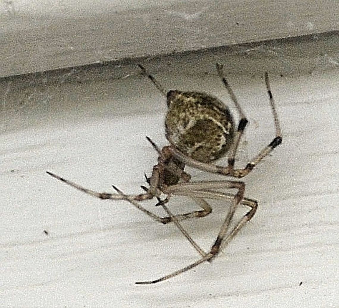 spider lives on my porch Arachnid,Araneae,arthropod,nature,spider