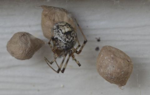 spider a better image of the same spder Arachnid,Araneae,animal,arachnid,arthropod,nature,spider