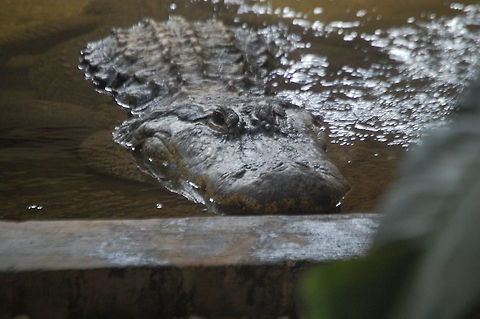 Alligator An American alligator  at rest Alligator mississippiensis,Alligatoridae,American Alligator,Animal,alligator,exothermic,reptile,wildlife