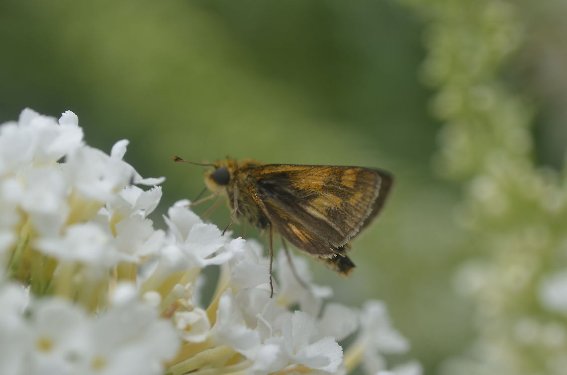 Butterfly  Lepidoptera,Ochlodes sylvanoides,animal,flying insects,insect,nature