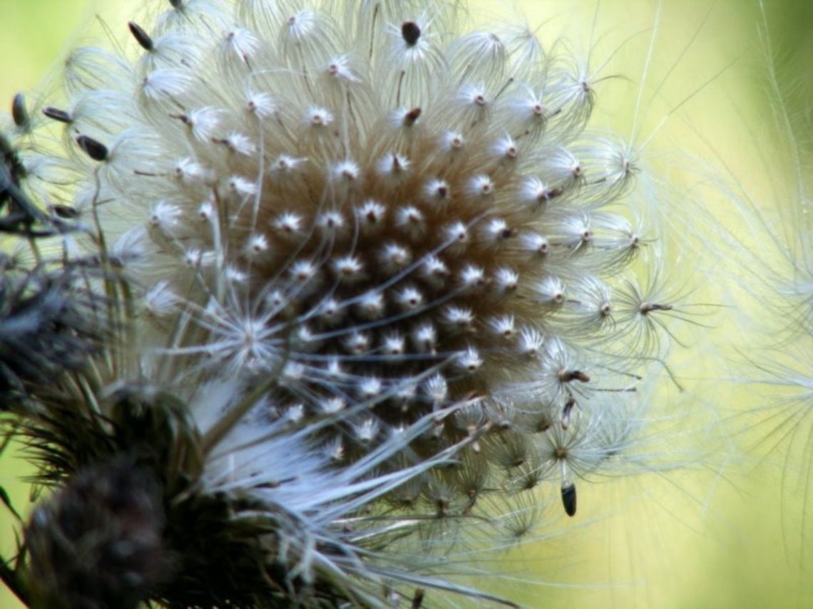 Thistledown/Cotton thistle Onopordum acanthium (Cotton thistle), is a flowering plant in the family Asteraceae. Asteraceae,Cotton Thistle,Onopordum acanthium,biennial,botanical,plant,thistledown,weed