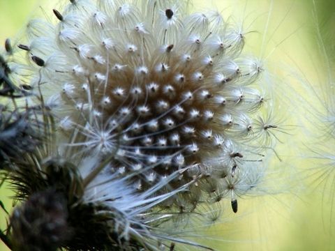 Thistledown/Cotton thistle Onopordum acanthium (Cotton thistle), is a flowering plant in the family Asteraceae. Asteraceae,Cotton Thistle,Onopordum acanthium,biennial,botanical,plant,thistledown,weed