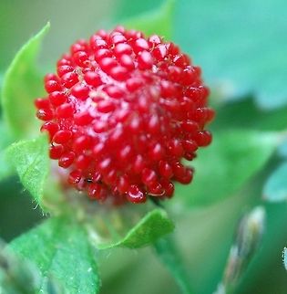 woodland strawberry Fragaria vesca, commonly called wild strawberries or woodland strawberry, is a plant that grows naturally throughout the Northern Hemisphere.
Other names for this species include Alpine Strawberry, Fraises des Bois, Wild Strawberry, and European Strawberry. Fragaria vesca,Woodland strawberry,alpine strawberry,botanical,flora,fruit,nature,plant,wild strawberry