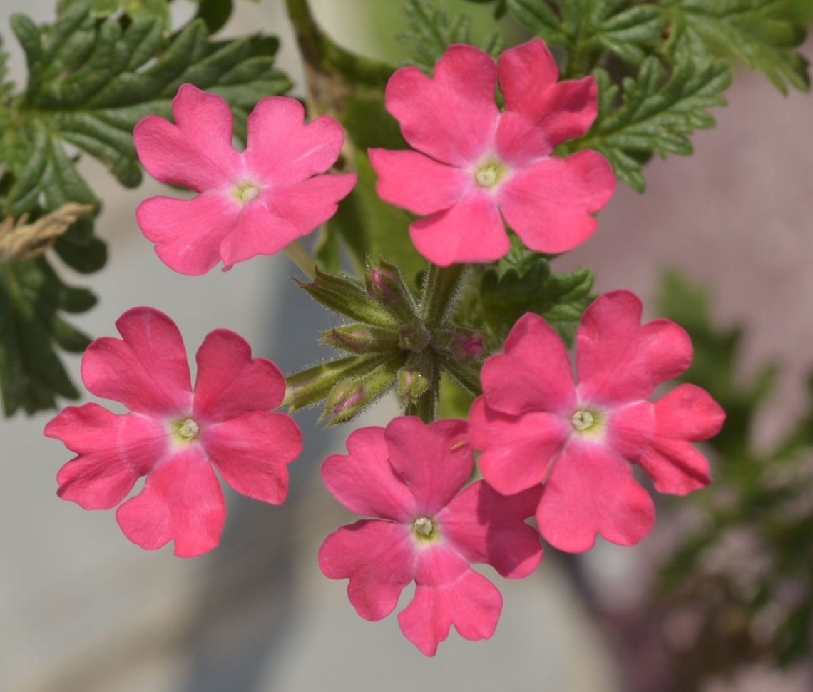 pink  nature