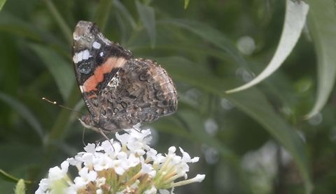 Red Admiral  Red Admiral,Vanessa atalanta,insect,nature