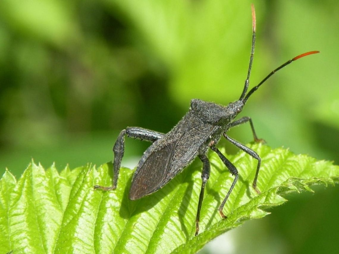 Leaf-footed bug  Acanthocephala terminalis,animal,bug,flying insects,insect