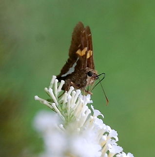 butterfly  Epargyreus clarus,Silver-spotted Skipper,butterfly