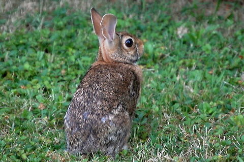cottontail rabbit Rabbits are small mammals in the family Leporidae of the order Lagomorpha, found in several parts of the world. There are eight different genera in the family classified as rabbits, including the European rabbit (Oryctolagus cuniculus), cottontail rabbits (genus Sylvilagus; 13 species), and the Amami rabbit (Pentalagus furnessi, an endangered species on Amami Ōshima, Japan). There are many other species of rabbit, and these, along with pikas and hares, make up the order Lagomorpha. The male is called a buck and the female is a doe; a young rabbit is a kitten or kit Cape hare,Eastern cottontail,Lepus capensis,Sylvilagus floridanus,Sylvilagus; Lagomorpha,animal,mammal