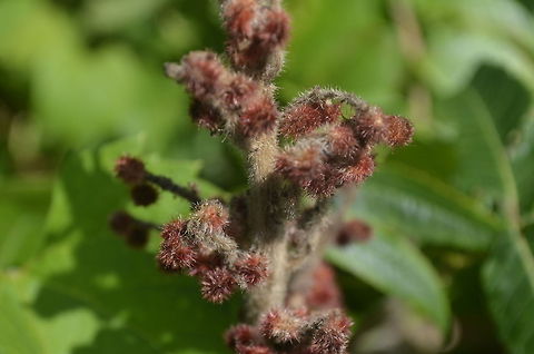 Sumac Sumac ( /ˈsjuːm&aelig;k/ or /ˈʃuːm&aelig;k/; also spelled sumach) is any one of approximately 250 species of flowering plants in the genus Rhus and related genera, in the family Anacardiaceae. Sumacs grow in subtropical and temperate regions throughout the world, especially in Africa and North America.[3][4] Rhus,flora,nature
