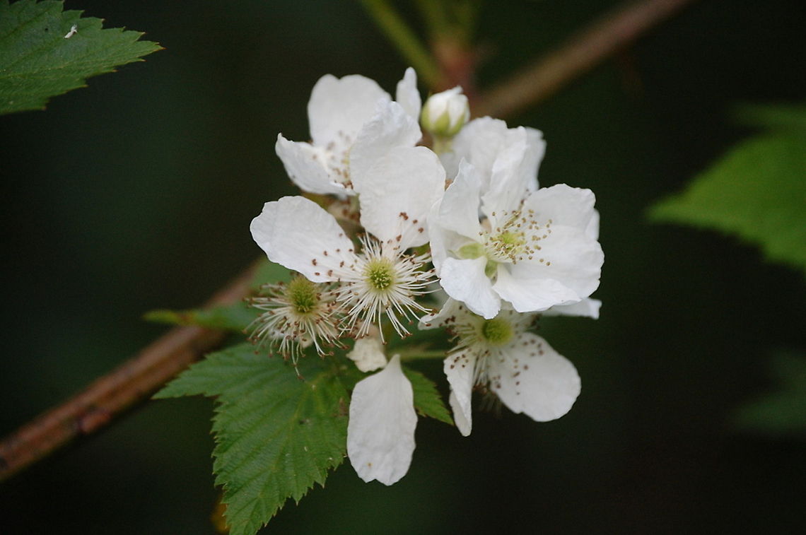 black berry blossom Blossoms are either pink or white depending on the species or variety. blossom,flora,flower