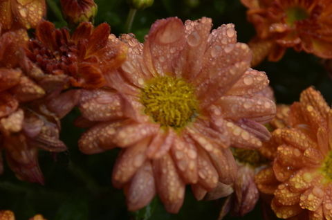Chrysanthemum indicum  Chrysanthemum morifolium