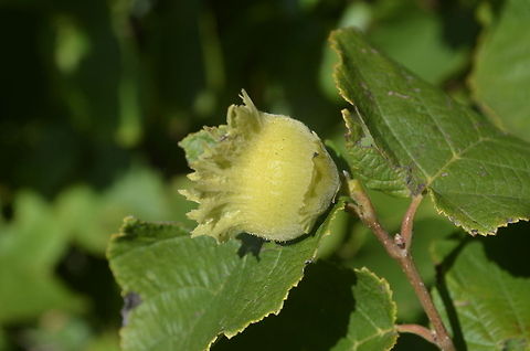 Hazel found this growing wild on the fringe of a wooded lot in central Pennsylvania USA Corylus avellana,flora,nature,plant
