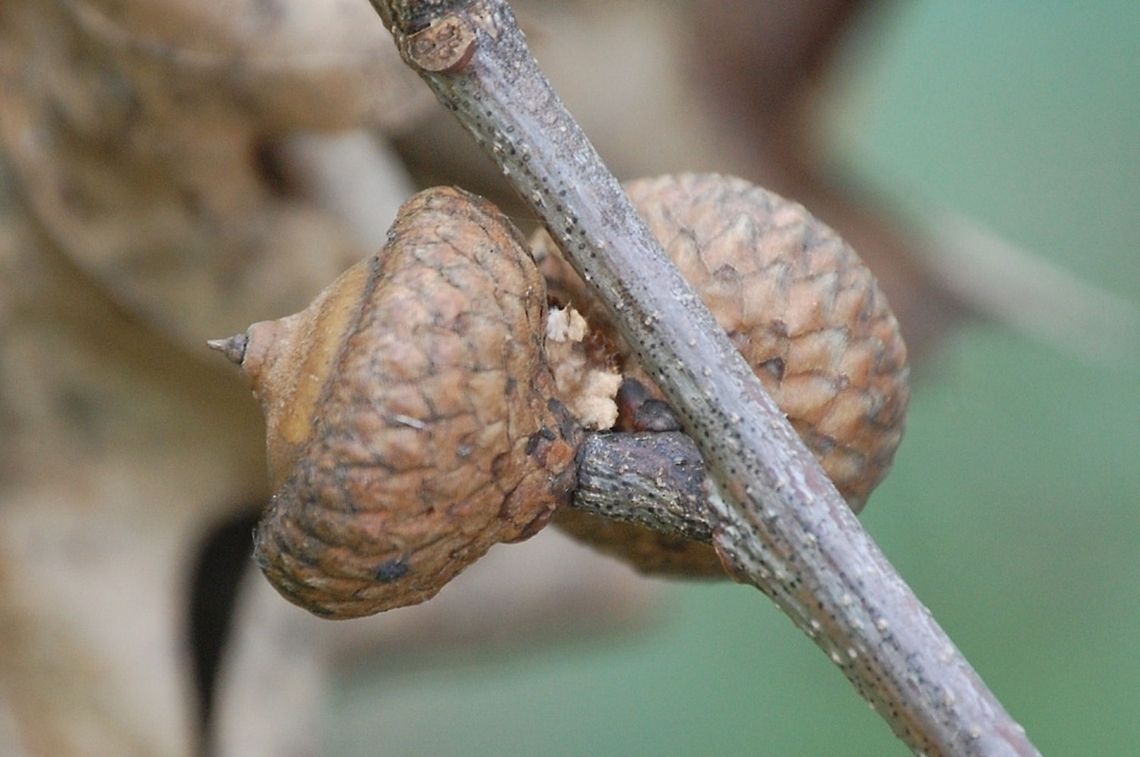acorns The acorn, or oak nut, is the nut of the oaks and their close relatives (genera Quercus and Lithocarpus, in the family Fagaceae). It usually contains a single seed (rarely two seeds), enclosed in a tough, leathery shell, and borne in a cup-shaped cupule. Acorns vary from 1&ndash;6 cm long and 0.8&ndash;4 cm broad. Acorns take between about 6 and 24 months (depending on the species) to mature; Fagaceae,Quercus,acorn,oak nut