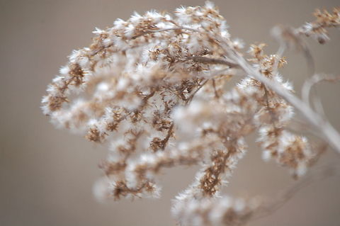 goldenrod Solidago, commonly called goldenrods, is a genus of about 100 species of flowering plants in the family Asteraceae.[1] Most are herbaceous perennial species found in the meadows and pastures, along roads, ditches and waste areas in North America. There are also a few species native to Mexico, South America, and Eurasia.[1] Some American species have also been introduced into Europe and other parts of the world Asteraceae,Plant,Solidago,flora,floral,nature