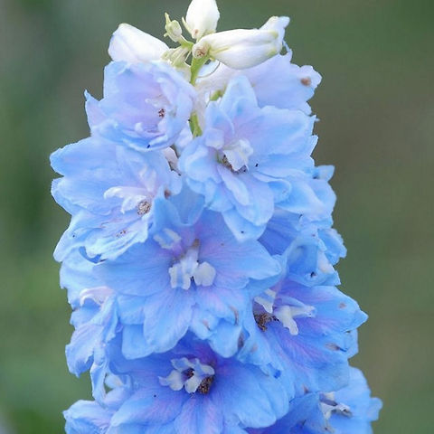 Hyacinth  Hyacinthus orientalis,Plant,flora,floral,nature
