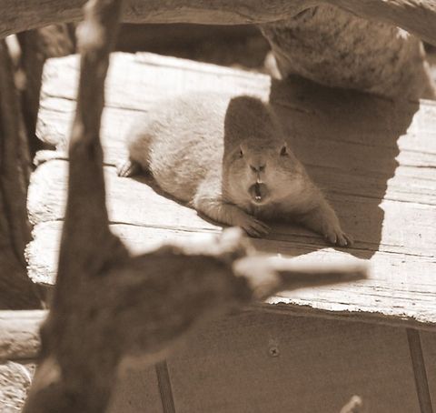 Prairie dog Get out of here Black-tailed prairie dog,Cynomys ludovicianus,Marmotini,Prairie dog,animal,ground squirrel,mammal
