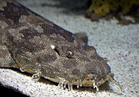 Angel shark The angel sharks are an unusual genus of sharks with flattened bodies and broad pectoral fins that give them a strong resemblance to rays. The more than 16 known species are in the genus Squatina, the only genus in its family, Squatinidae, and order Squatiniformes. They occur worldwide in temperate and tropical seas. Most species inhabit shallow temperate or tropical seas, but one species inhabits deeper water, down to 1,300 metres (4,300 ft) Animal,Squatinidae,fish,marine life,shark
