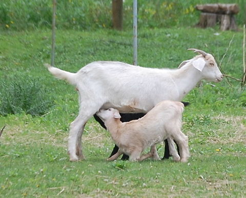 Raising Kids  Capra aegagrus hircus,Domestic Goat,animal,goat,mammal