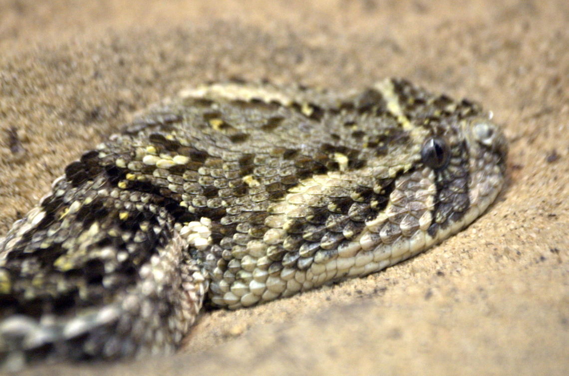 puff adder Reptiles (Reptilia) are members of a class of air-breathing, ectothermic (cold-blooded) vertebrates which are characterized by skin covered in scales and/or scutes. They are tetrapods, either having four limbs or being descended from four-limbed ancestors. Modern reptiles inhabit every continent with the exception of Antarctica. Reptiles originated around 320-310 million years ago during the Carboniferous period, having evolved from advanced reptile-like amphibians that became increasingly adapted to life on dry land. Four living orders are typically recognized: Animal,Bitis arietans,cold blooded,wildlife