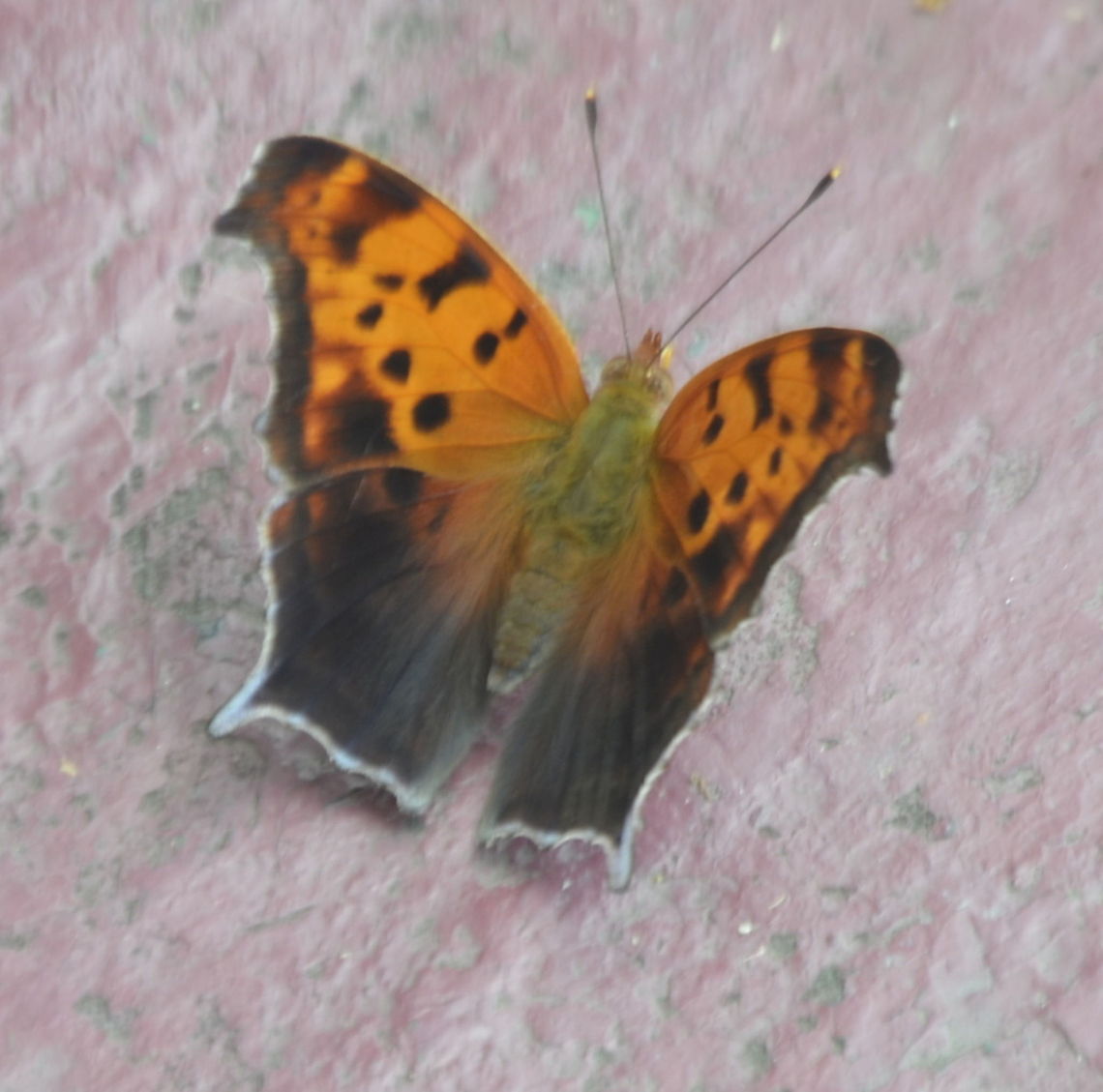 butterfly A butterfly is a mainly day-flying insect of the order Lepidoptera,. Hedyloidea,Papilionoidea,Polygonia interrogationis,Question Mark,animal,butterfly,insect