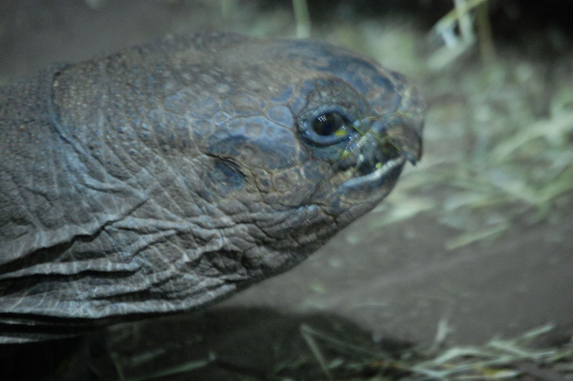Galápagos tortoise The Gal&aacute;pagos tortoise or Gal&aacute;pagos giant tortoise (Chelonoidis nigra) is the largest living species of tortoise and 10th-heaviest living reptile, reaching weights of over 400 kg (880 lb) and lengths of over 1.8 meters (5.9 ft). With life spans in the wild of over 100 years, it is one of the longest-lived vertebrates Animal,Chelonoidis nigra,Galápagos tortoise,cold blooded,tortoise,wildlife