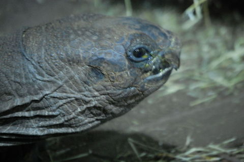 Gal&aacute;pagos tortoise The Gal&aacute;pagos tortoise or Gal&aacute;pagos giant tortoise (Chelonoidis nigra) is the largest living species of tortoise and 10th-heaviest living reptile, reaching weights of over 400 kg (880 lb) and lengths of over 1.8 meters (5.9 ft). With life spans in the wild of over 100 years, it is one of the longest-lived vertebrates Animal,Chelonoidis nigra,Gal&aacute;pagos tortoise,cold blooded,tortoise,wildlife