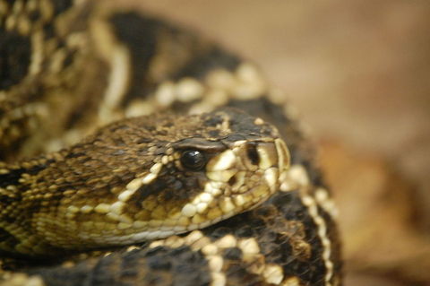 puff adder Bitis arietans is a venomous viper species found in savannah and grasslands from Morocco and western Arabia throughout Africa except for the Sahara and rain forest regions.[2] It is responsible for causing the most snakebite fatalities in Africa owing to various factors, such as its wide distribution and frequent occurrence in highly populated regions Animal,Bitis arietans,exothermic,reptile,snake,wildlife