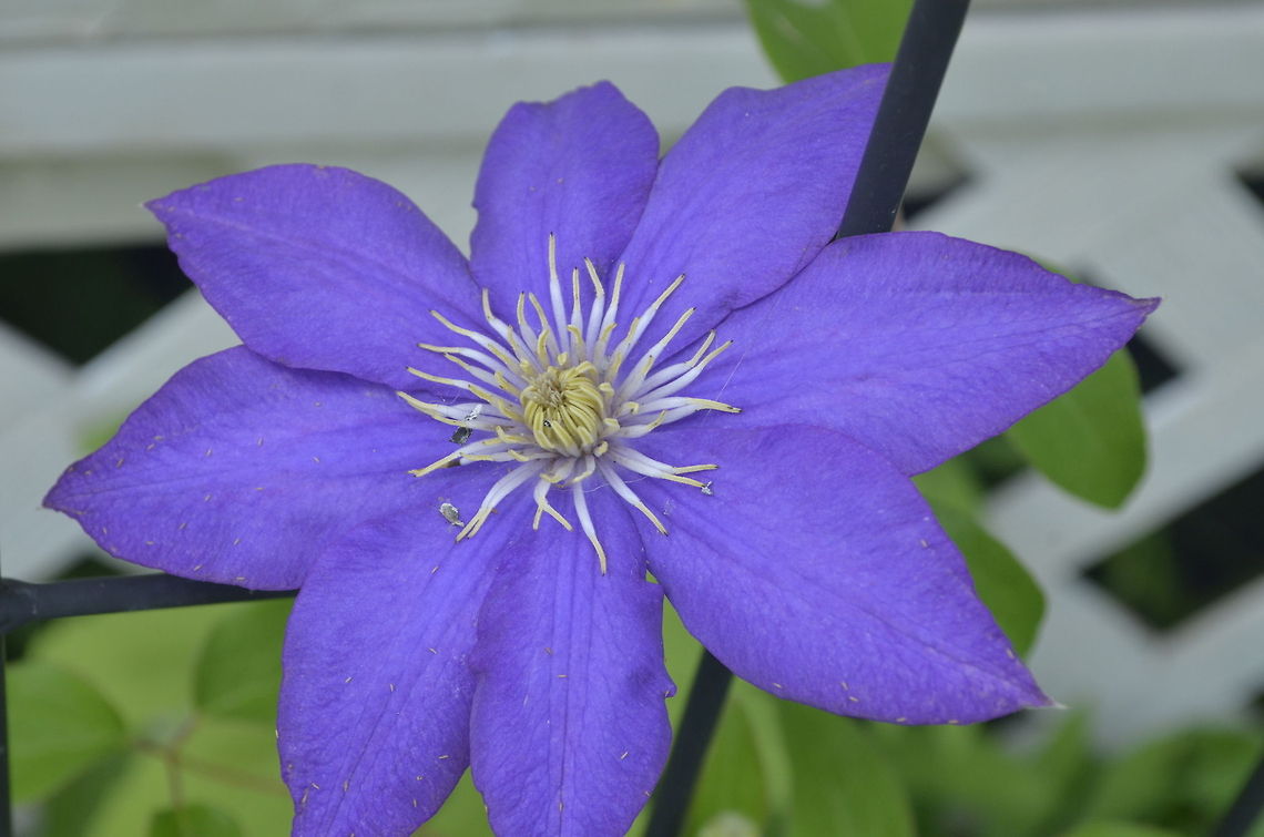 Clematis  Clematis (KLEma-tis] is a genus of about 300 species within the buttercup family Ranunculaceae. Their garden hybrids have been popular among gardeners,[4] beginning with Clematis  Clematis viorna.,Ranunculaceae,bloom,flora,nature,plant