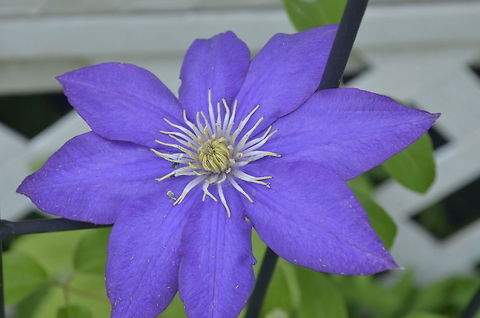 Clematis  Clematis (KLEma-tis] is a genus of about 300 species within the buttercup family Ranunculaceae. Their garden hybrids have been popular among gardeners,[4] beginning with Clematis  Clematis viorna.,Ranunculaceae,bloom,flora,nature,plant