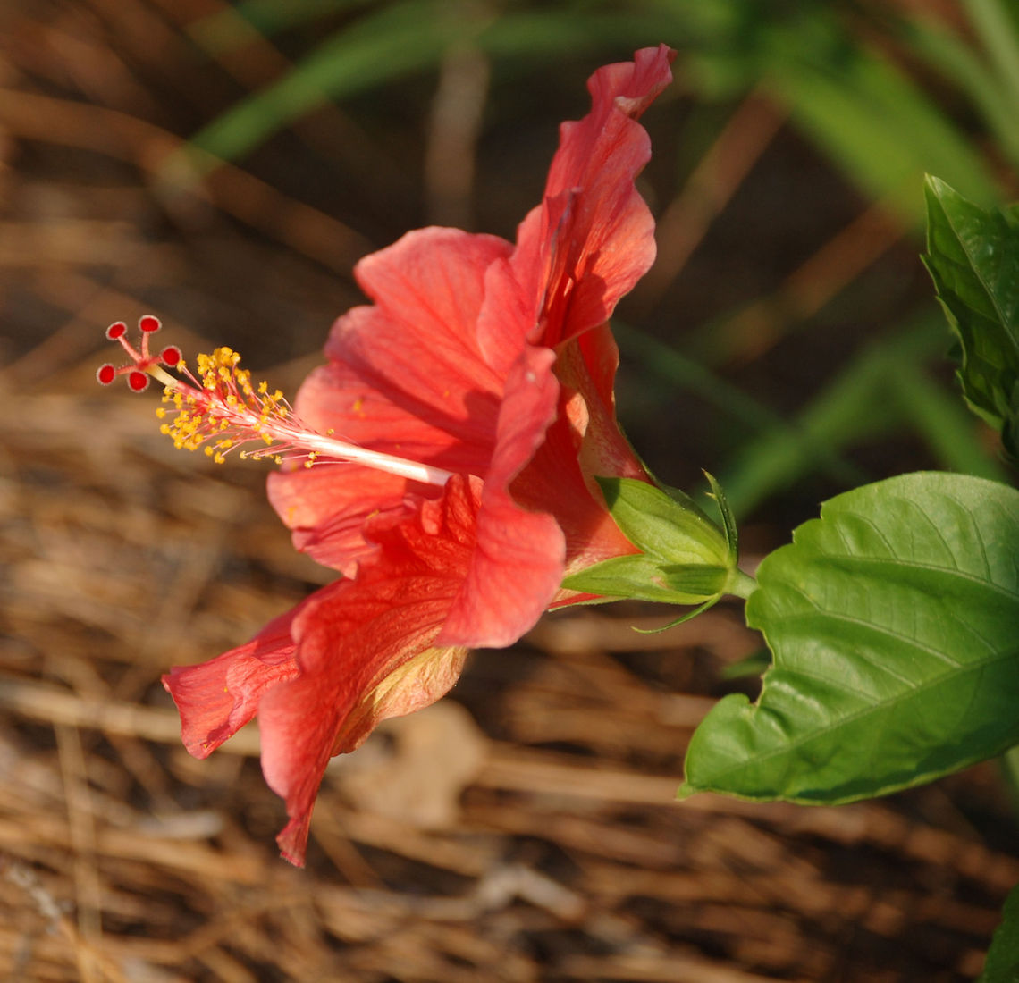 Chinese hibiscus Hibiscus rosa-sinensis, known colloquially as the Chinese hibiscus, China rose and shoe flower, is an evergreen flowering shrub native to East Asia.<br />
It is widely grown as an ornamental plant throughout the tropics and subtropics. The flowers are large, generally red in the original varieties, and firm, but generally lack any scent. Hibiscus rosa-sinensis,Plant,botanical,flora,floral,flower,nature