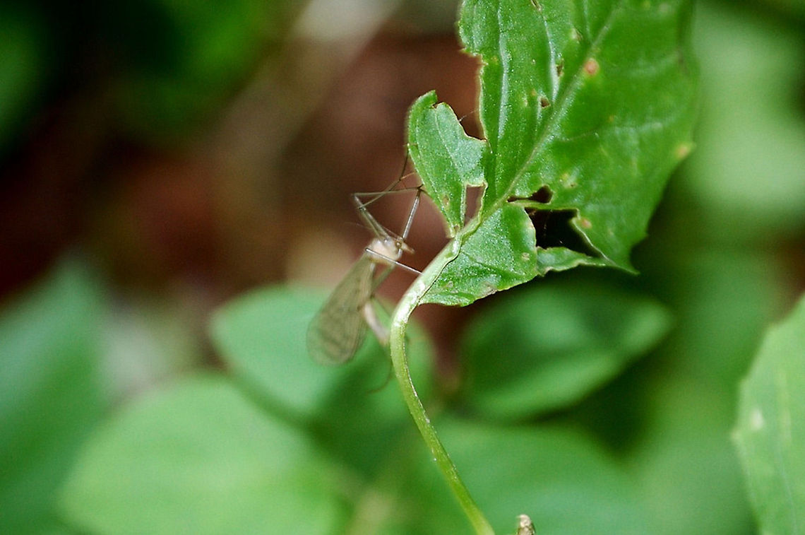 mosquito The mosquitoes are a family of small, midge-like flies: the Culicidae. Although a few species are harmless or even useful to humanity, most are a nuisance because they consume blood from living vertebrates, including humans. The females of many species of mosquitoes are blood eating pests. In feeding on blood, some of them transmit extremely harmful human and livestock diseases, such as malaria. Some authorities argue accordingly that mosquitoes are the most dangerous animals on Earth. Culicidae,Mosquito,animal,bug,insect,nature