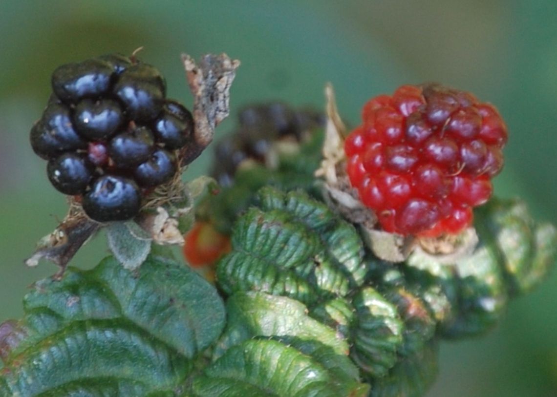 blackberry The blackberry is an edible fruit produced by Rubus fruticosus, or any of several hybrids between that species and others of the Rubus genus in the Rosaceae family. The term &#039;bramble&#039;, a word meaning any impenetrable scrub, has traditionally been applied specifically to the blackberry or its products,[1] though in the United States it applies to all members of the Rubus genus. Plant,Rubus laciniatus,Rubus laciniatusCutleaf Evergreen Blackberry,flora,floral,nature