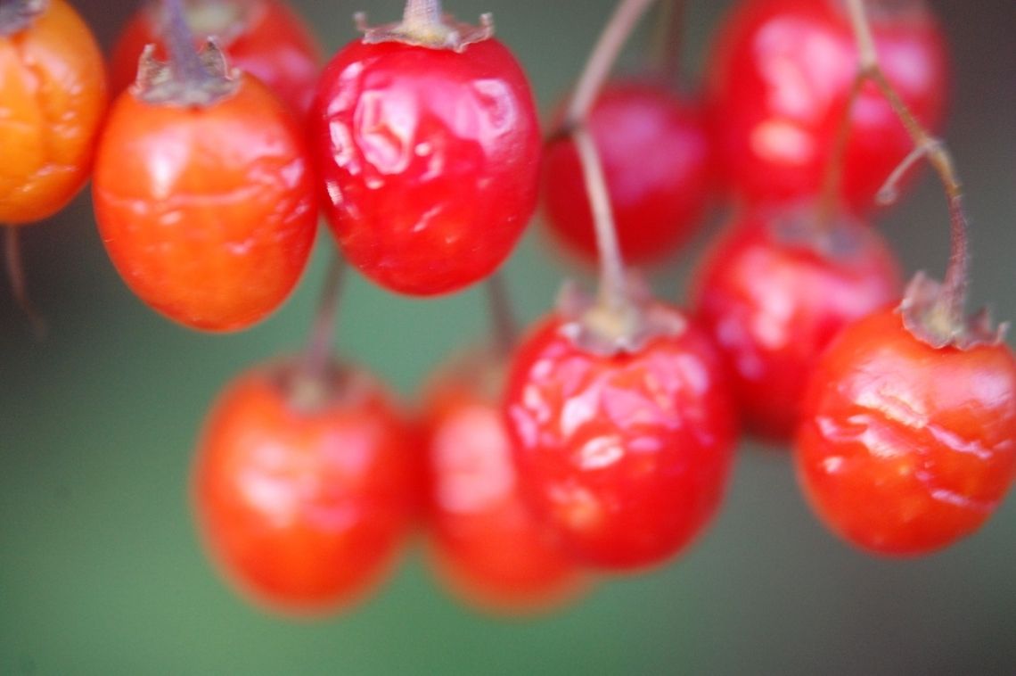 red berry Again it has been so long since I shot this I don&#039;t know the name of these bird berries  Plant,berries,botanical,flora,floral,nature