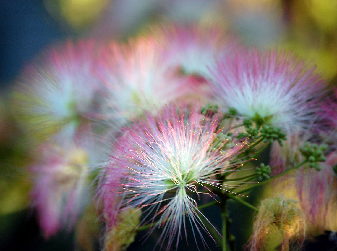 Silk flower Not sure what this is but I like it Albizia julibrissin,Persian Silk Tree,Plant,flora,floral,nature
