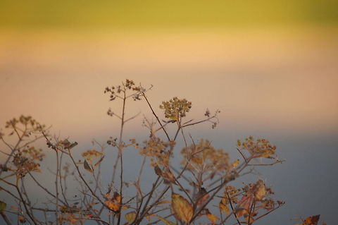 Sunset Sunset or sundown is the daily disappearance of the Sun below the horizon in the west as a result of Earth's rotation.
The time of sunset is defined in astronomy as the moment when the trailing edge of the Sun's disk disappears below the horizon in the west. The ray path of light from the setting Sun is highly distorted near the horizon because of atmospheric refraction, making the sunset appear to occur when the Sun Sundown,Sunset,sky